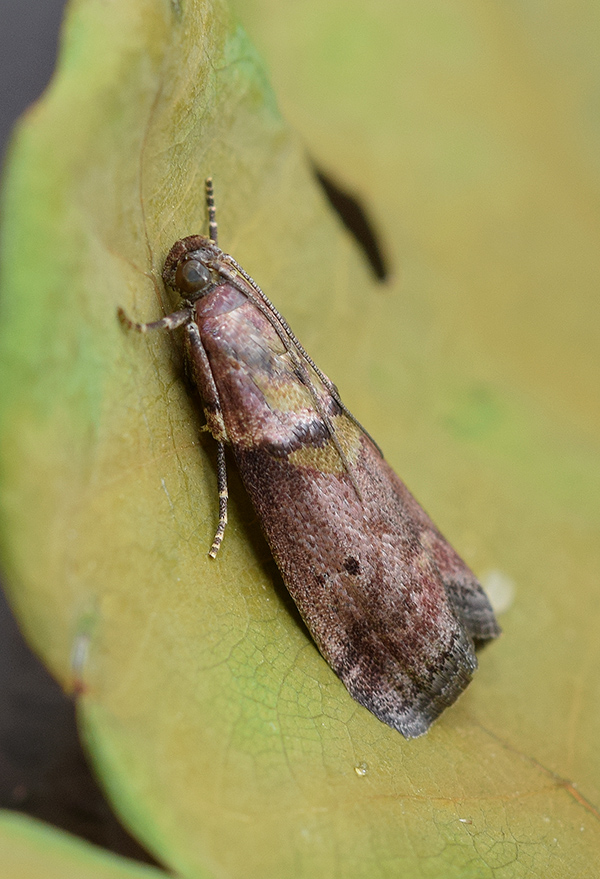 Acrobasis.... Acrobasis sodalella, Pyralidae